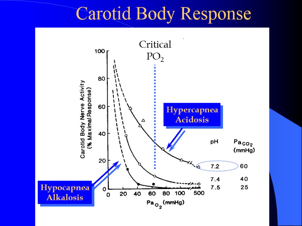 Carotid Body Response Critical PO2 Hypercapnea Acidosis Hypocapnea Alkalosis
